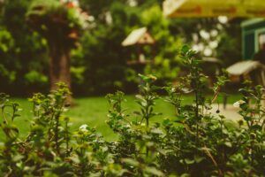 5 tips til ting du kan gjør med hagen i 2023 for den skal bli pen