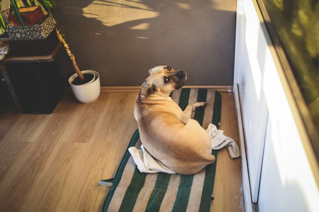 5 gale ting hunder gjør når de blir stående alene hjemme